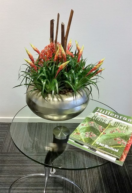 Plantenarrangement 