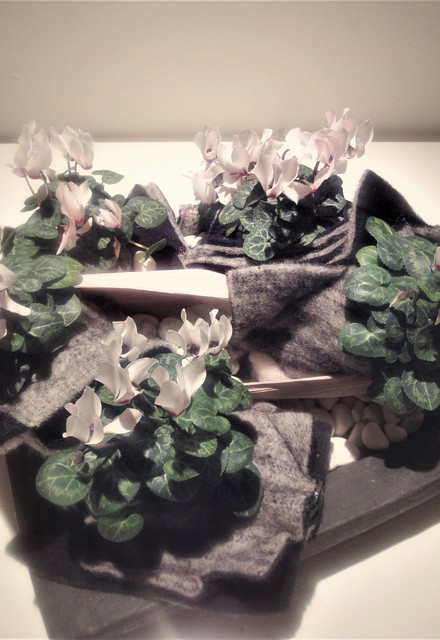 Plantenarrangement met cyclamen