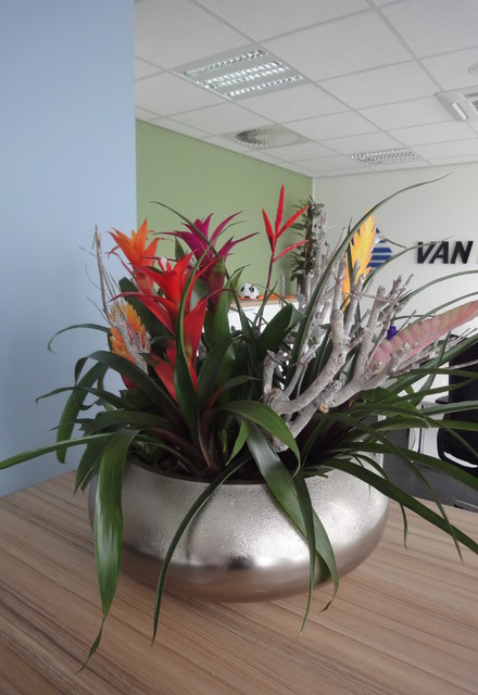 Plantenarrangement Bromelia