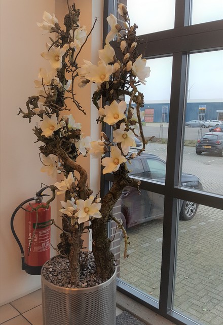 Plantenarrangement 'Bloesemboompje'