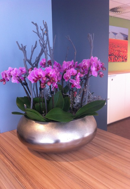 Plantenarrangement Phalaenopsis