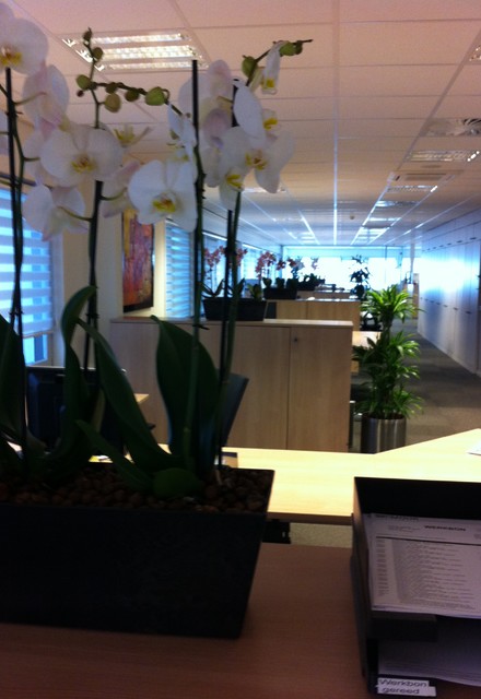 Plantenarrangementen Phalaenopsis