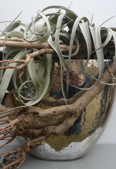 Plantenarrangement met Tillandsia
