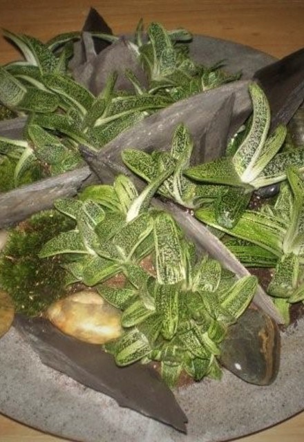 Plantenarrangement met leisteen